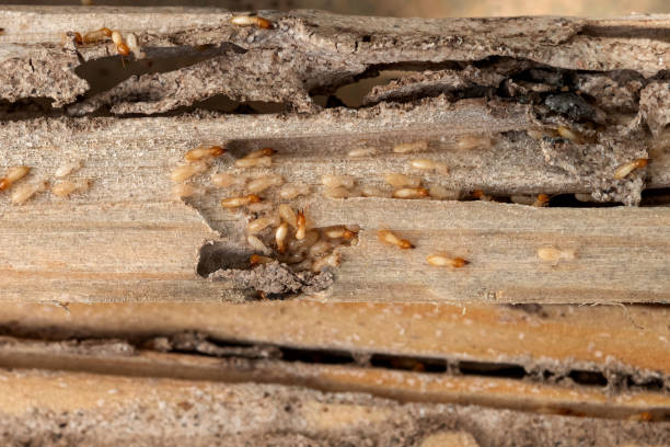 Best Pest Inspection Near Me  in Shelby, NC