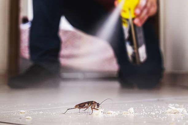 Best Flea Control Services  in Shelby, NC